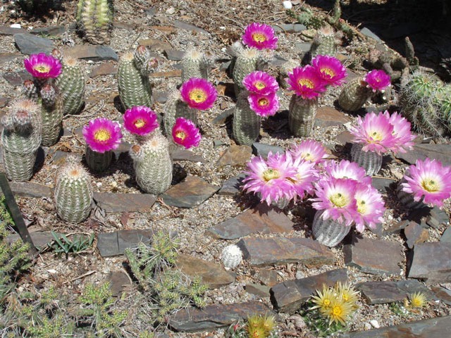 Nahoře E. reichenbachii var. baileyi, uprostřed var. caespitosus a dole N. missouriensis