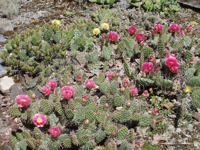 Opuncie - nikdy nezklamou, formy O. erinacea